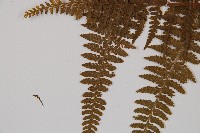 姬蕨藏品圖，第5張