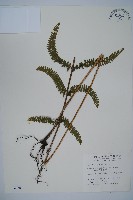 亞粗毛鱗蓋蕨藏品圖，第1張