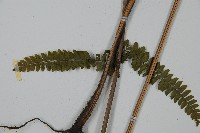 亞粗毛鱗蓋蕨藏品圖，第4張