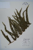 亞粗毛鱗蓋蕨藏品圖，第1張