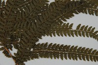 亞粗毛鱗蓋蕨藏品圖，第3張