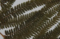 亞粗毛鱗蓋蕨藏品圖，第4張