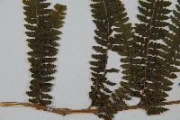 亞粗毛鱗蓋蕨藏品圖，第5張