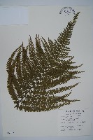 亞粗毛鱗蓋蕨藏品圖，第1張