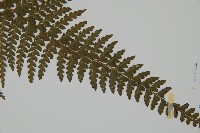 亞粗毛鱗蓋蕨藏品圖，第3張