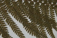 亞粗毛鱗蓋蕨藏品圖，第4張