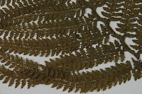 亞粗毛鱗蓋蕨藏品圖，第5張