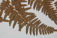 蕨藏品圖，第3張