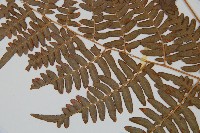 蕨藏品圖，第5張