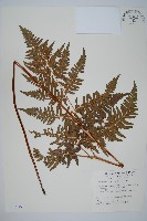 蕨藏品圖，第1張