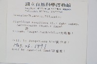 蕨藏品圖，第2張