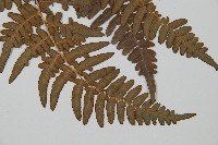 蕨藏品圖，第3張