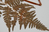 蕨藏品圖，第4張