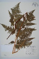 蕨藏品圖，第1張