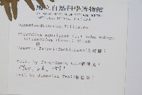 蕨藏品圖，第2張