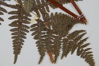 蕨藏品圖，第3張