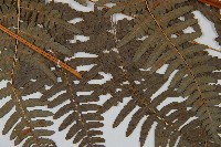 蕨藏品圖，第4張