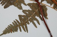 蕨藏品圖，第5張