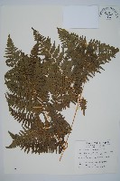 蕨藏品圖，第1張