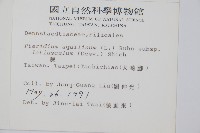 蕨藏品圖，第2張