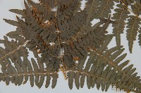 蕨藏品圖，第3張