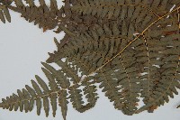 蕨藏品圖，第4張