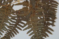 蕨藏品圖，第5張