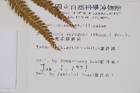 粗毛鱗蓋蕨藏品圖，第2張