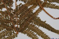 粗毛鱗蓋蕨藏品圖，第3張