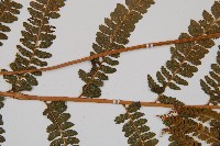 粗毛鱗蓋蕨藏品圖，第5張