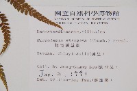 粗毛鱗蓋蕨藏品圖，第2張