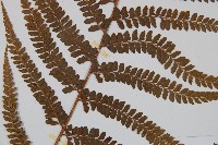 粗毛鱗蓋蕨藏品圖，第3張