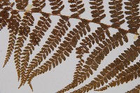 粗毛鱗蓋蕨藏品圖，第4張
