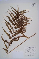 粗毛鱗蓋蕨藏品圖，第1張