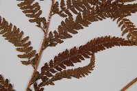 粗毛鱗蓋蕨藏品圖，第3張