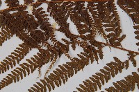 粗毛鱗蓋蕨藏品圖，第4張