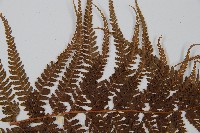 粗毛鱗蓋蕨藏品圖，第5張