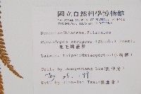 粗毛鱗蓋蕨藏品圖，第2張