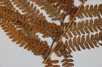 粗毛鱗蓋蕨藏品圖，第3張