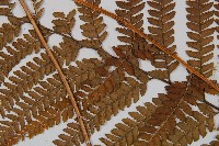 粗毛鱗蓋蕨藏品圖，第4張