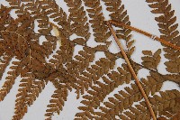 粗毛鱗蓋蕨藏品圖，第5張