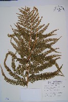 粗毛鱗蓋蕨藏品圖，第1張