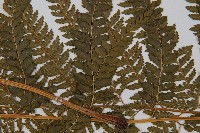 粗毛鱗蓋蕨藏品圖，第4張