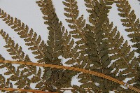 粗毛鱗蓋蕨藏品圖，第5張