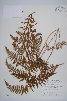 刺柄碗蕨藏品圖，第1張