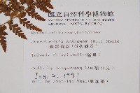 刺柄碗蕨藏品圖，第2張