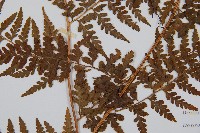 刺柄碗蕨藏品圖，第3張