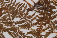 刺柄碗蕨藏品圖，第4張