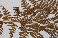 刺柄碗蕨藏品圖，第5張