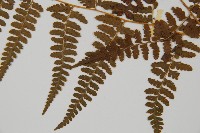 刺柄碗蕨藏品圖，第5張